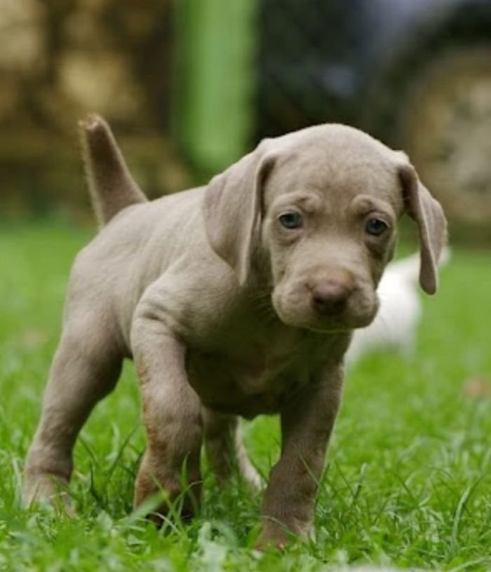 DogsIndia.com - Weimaraner - M.A. George