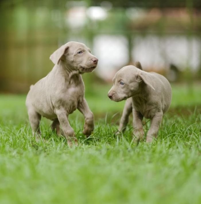 DogsIndia.com - Weimaraner - M.A. George
