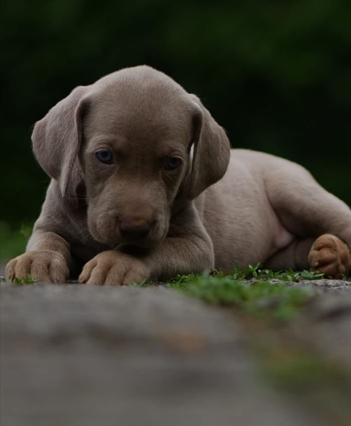 DogsIndia.com - Weimaraner - M.A. George