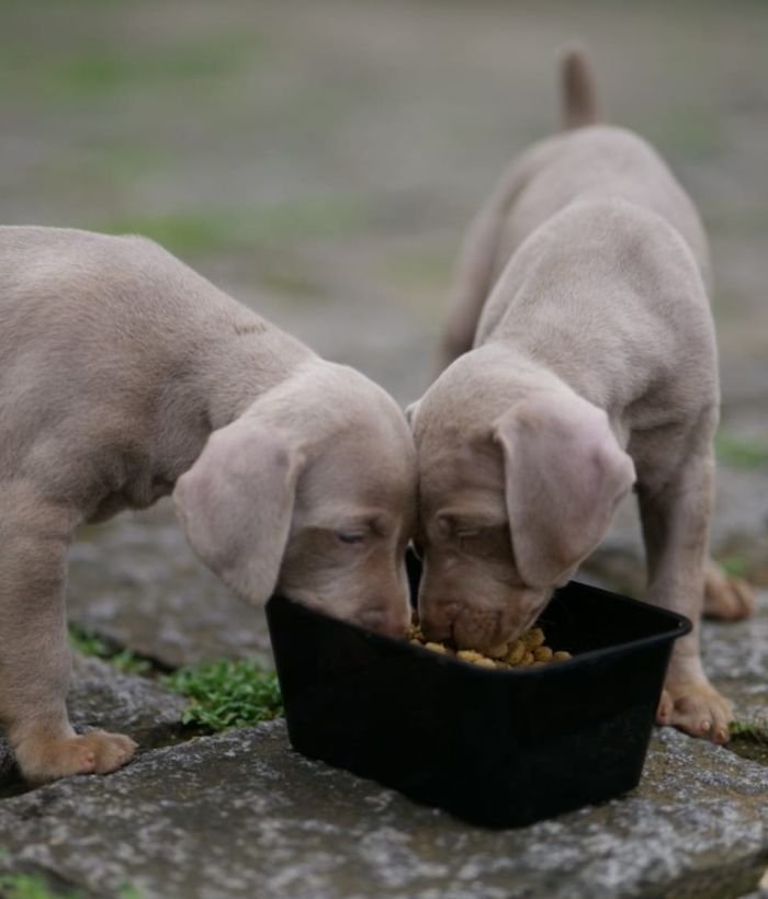 DogsIndia.com - Weimaraner - M.A. George