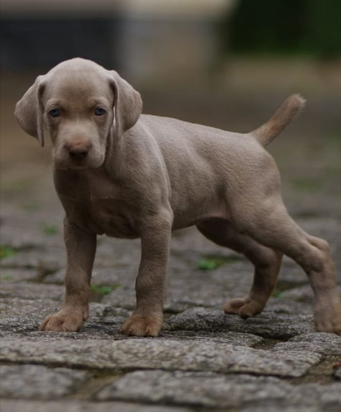 DogsIndia.com - Weimaraner - M.A. George