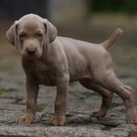 DogsIndia.com - Weimaraner - M.A. George