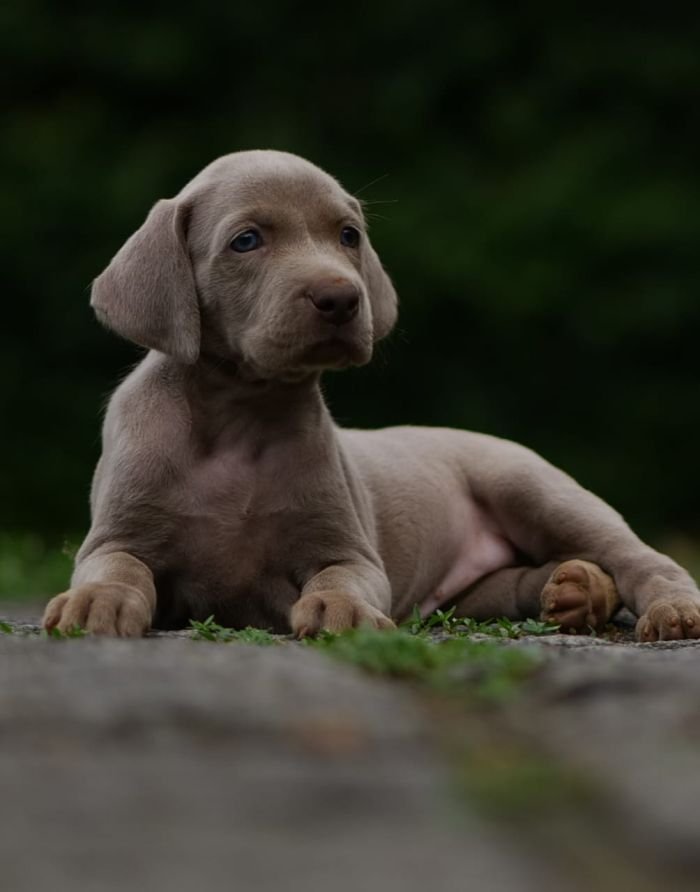 DogsIndia.com - Weimaraner - M.A. George