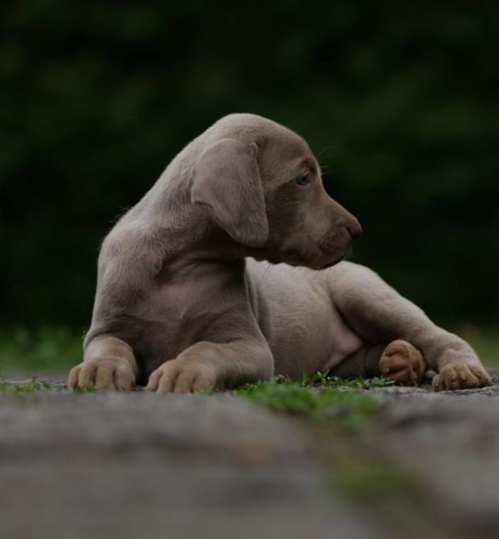 DogsIndia.com - Weimaraner - M.A. George