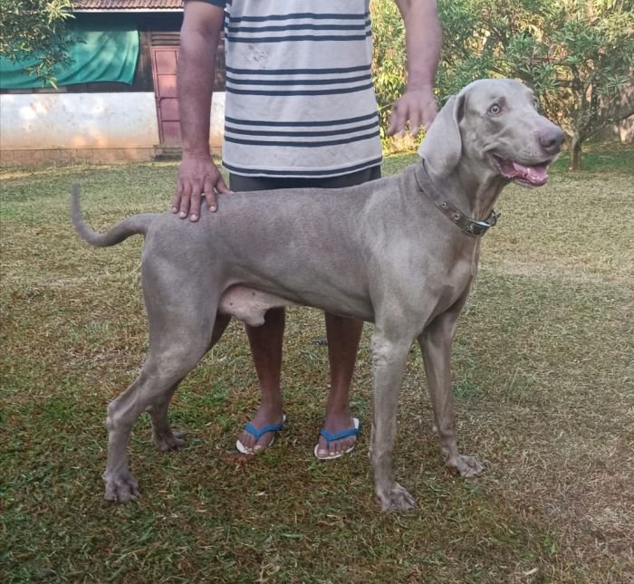 DogsIndia.com - Weimaraner - M.A. George