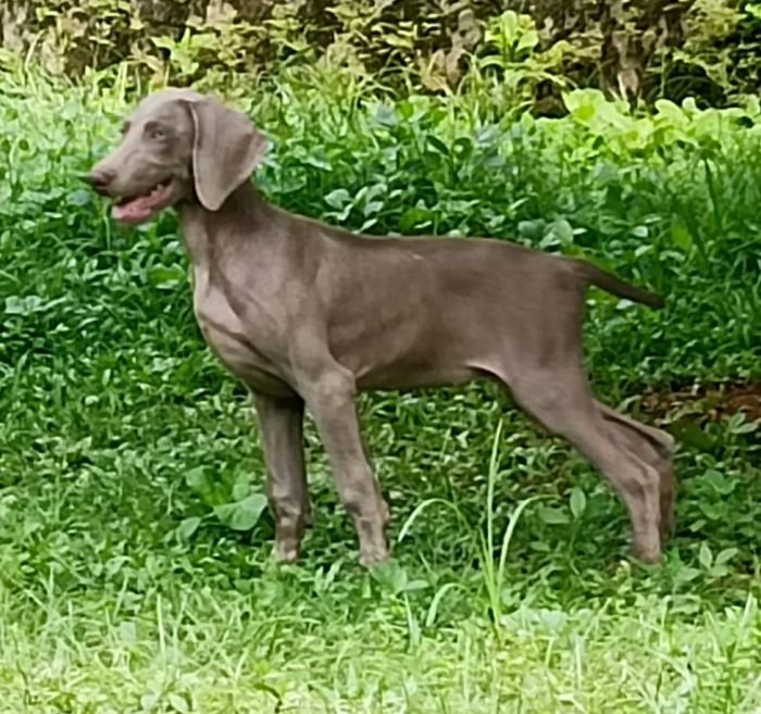 DogsIndia.com - Weimaraner - M.A. George