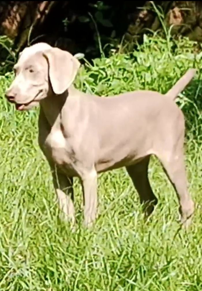 DogsIndia.com - Weimaraner - M.A. George