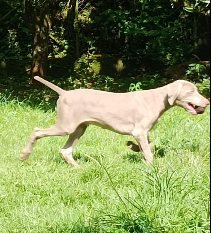 DogsIndia.com - Weimaraner - M.A. George