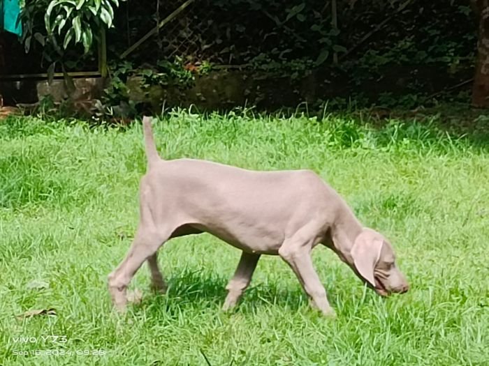 DogsIndia.com - Weimaraner - M.A. George