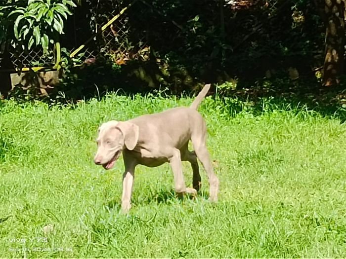 DogsIndia.com - Weimaraner - M.A. George