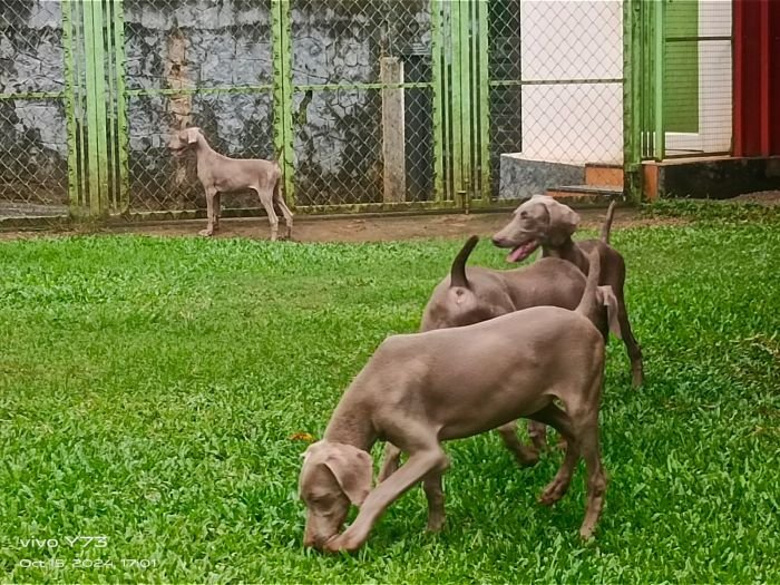 DogsIndia.com - Weimaraner - M.A. George