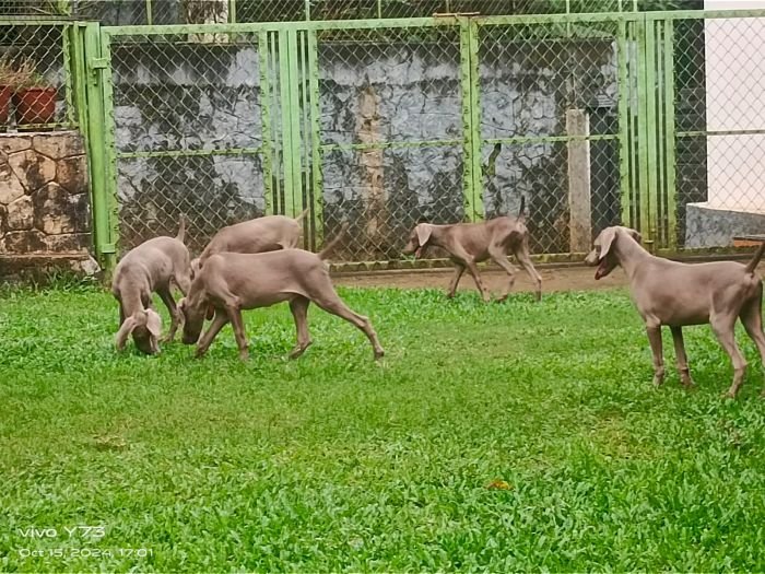 DogsIndia.com - Weimaraner - M.A. George