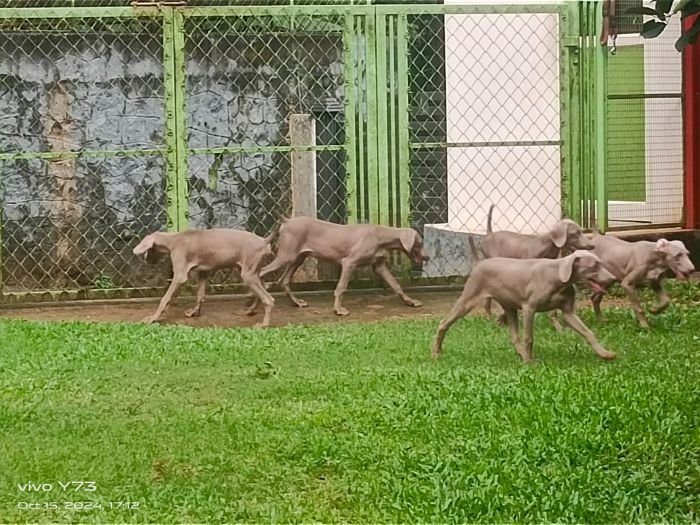 DogsIndia.com - Weimaraner - M.A. George