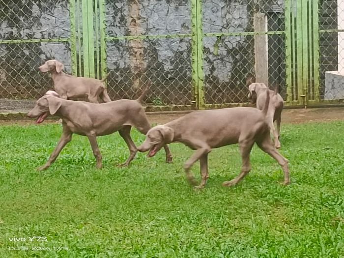 DogsIndia.com - Weimaraner - M.A. George