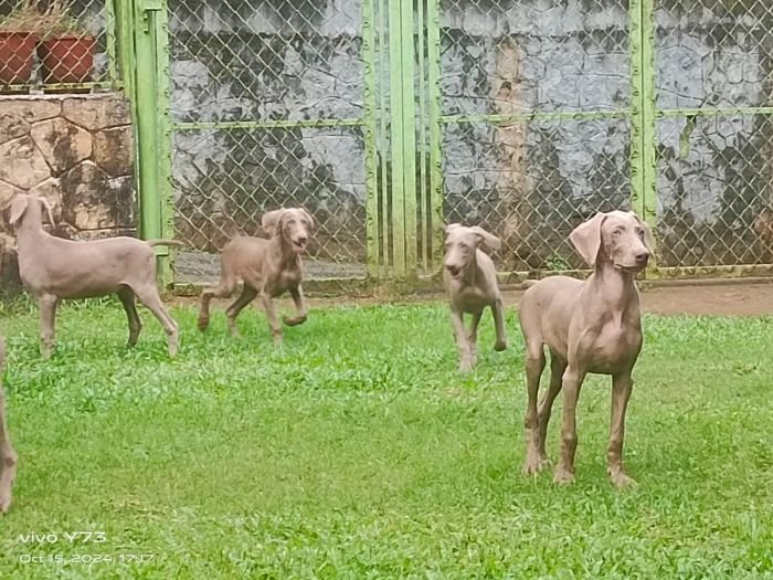 DogsIndia.com - Weimaraner - M.A. George