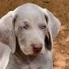 DogsIndia.com - Weimaraner - M.A. George