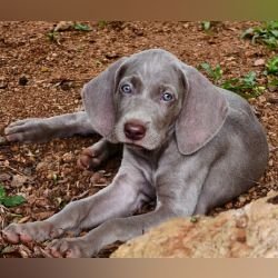 DogsIndia.com - Weimaraner - M.A. George