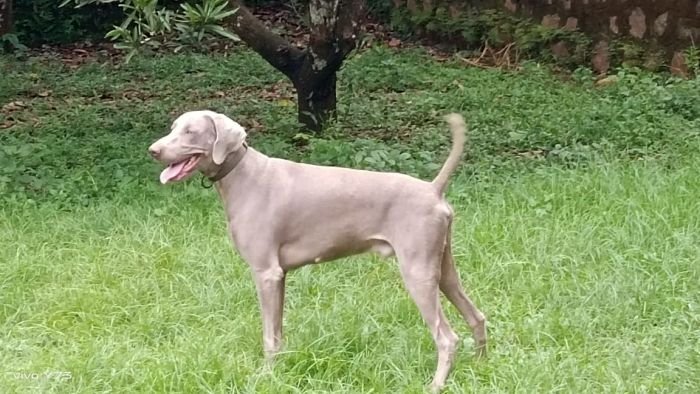 DogsIndia.com - Weimaraner - M.A. George