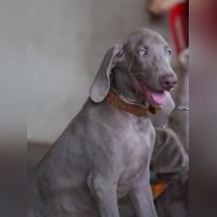 DogsIndia.com - Weimaraner - Mansingh