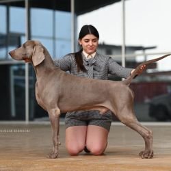 DogsIndia.com - Weimaraner - Prithviraj Patil