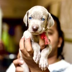DogsIndia.com - Weimaraner - Prithviraj Patil