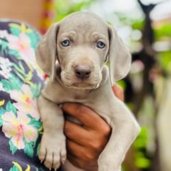 DogsIndia.com - Weimaraner - Prithviraj Patil