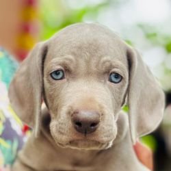 DogsIndia.com - Weimaraner - Prithviraj Patil