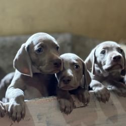 DogsIndia.com - Weimaraner - Prithviraj Patil