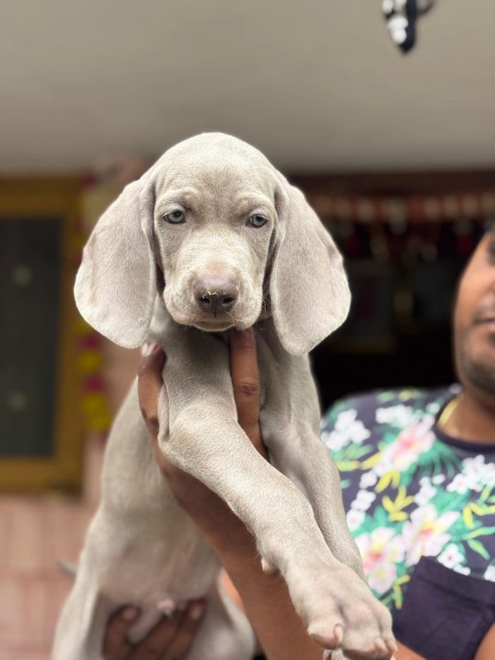 DogsIndia.com - Weimaraner - Prithviraj Patil
