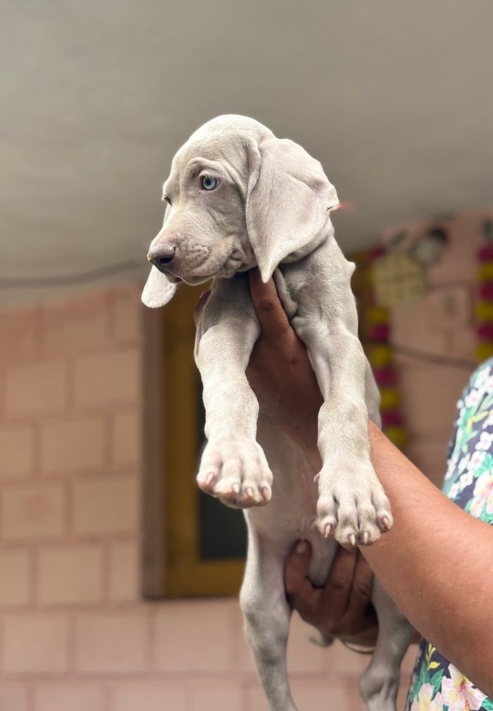 DogsIndia.com - Weimaraner - Prithviraj Patil