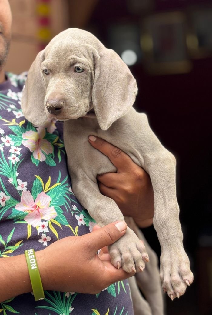 DogsIndia.com - Weimaraner - Prithviraj Patil