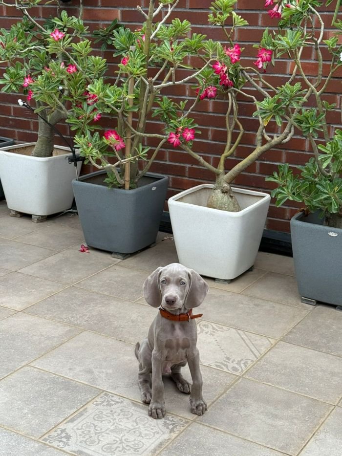 DogsIndia.com - Weimaraner - Prithviraj Patil