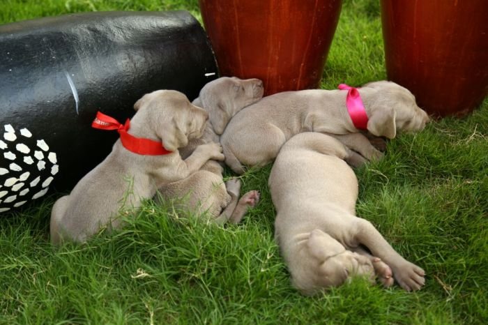 DogsIndia.com - Weimaraner - Sharath Chandra