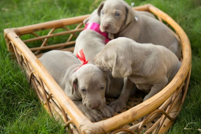 DogsIndia.com - Weimaraner - Sharath Chandra