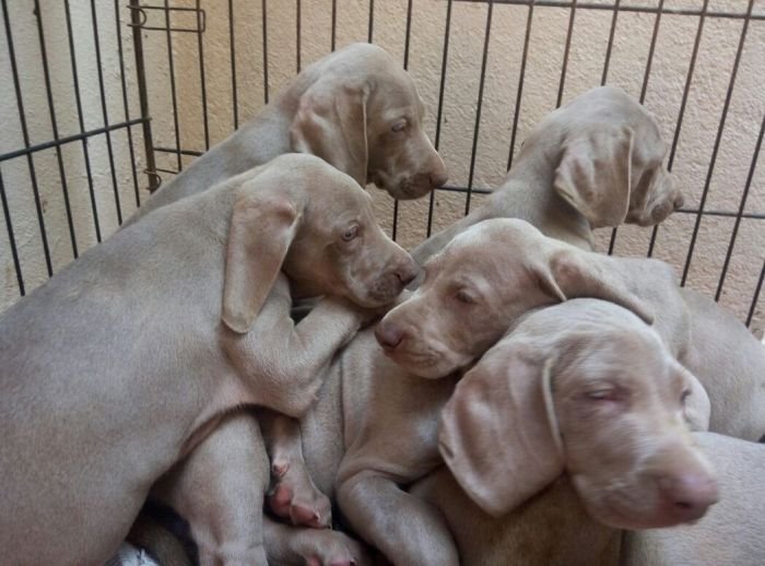 DogsIndia.com - Weimaraner - Sharath Chandra