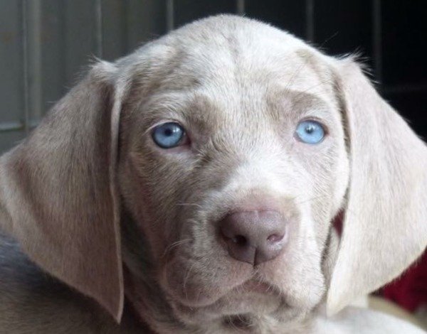 DogsIndia.com - Weimaraner - Sharath Chandra