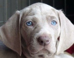 DogsIndia.com - Weimaraner - Sharath Chandra