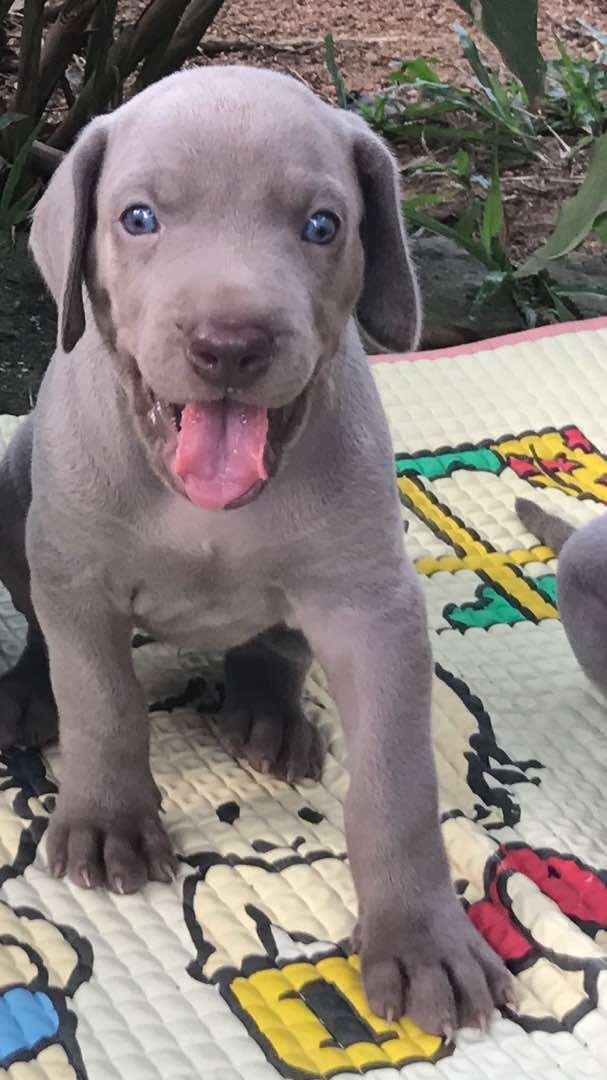 DogsIndia.com - Weimaraners - Susan Koshy