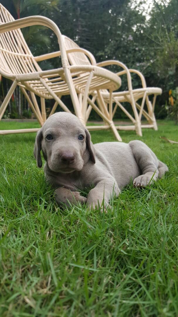 DogsIndia.com - Weimaraners - Susan Koshy