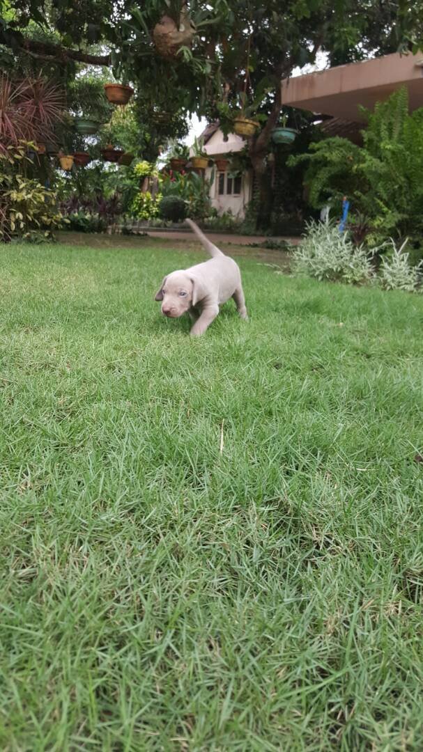 DogsIndia.com - Weimaraners - Susan Koshy