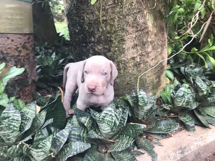 DogsIndia.com - Weimaraners - Susan Koshy