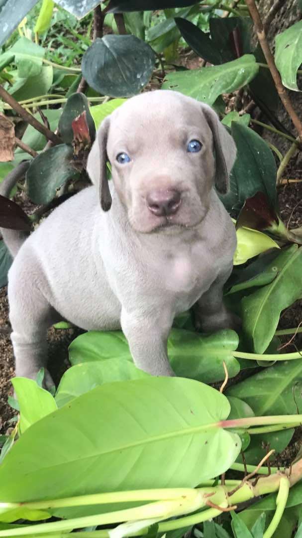 DogsIndia.com - Weimaraners - Susan Koshy