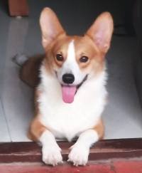 DogsIndia.com - Pembroke Welsh Corgi - Arun Kumar