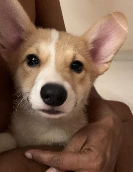 DogsIndia.com - Pembroke Welsh Corgi - Arun Kumar