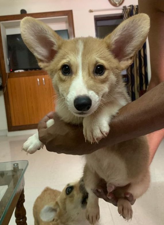 DogsIndia.com - Pembroke Welsh Corgi - Arun Kumar