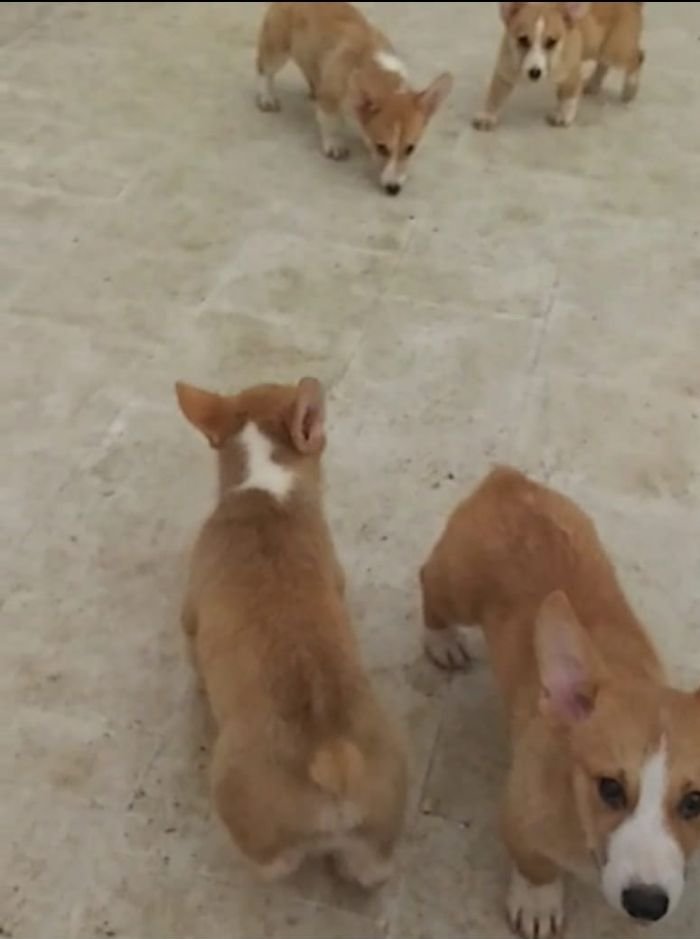 DogsIndia.com - Pembroke Welsh Corgi - Arun Kumar