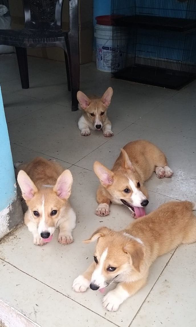 DogsIndia.com - Pembroke Welsh Corgi - Arun Kumar