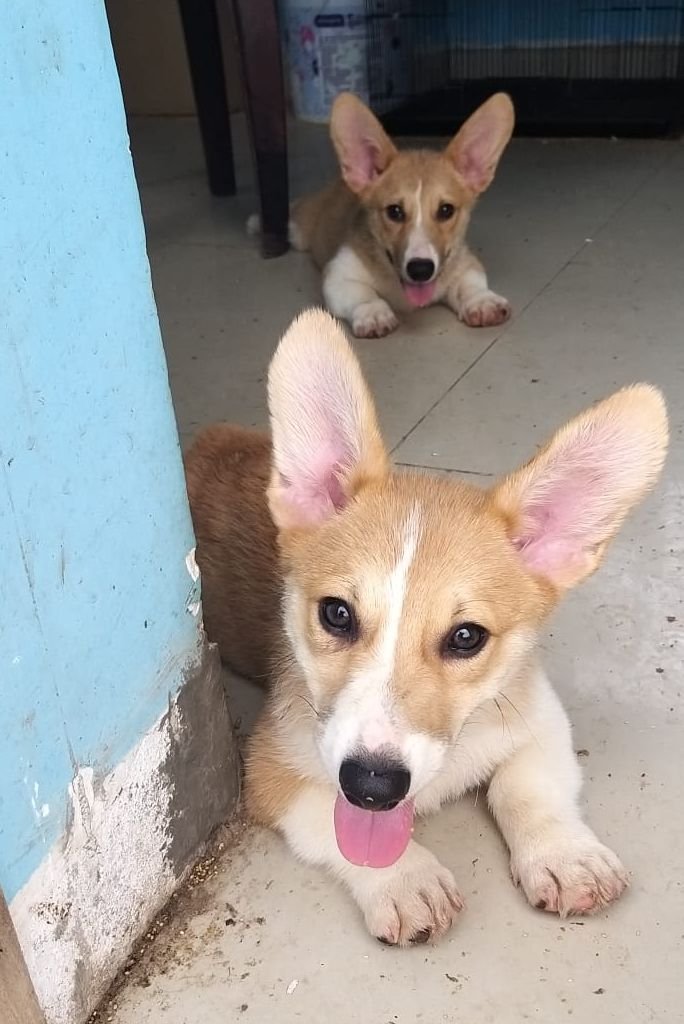 DogsIndia.com - Pembroke Welsh Corgi - Arun Kumar