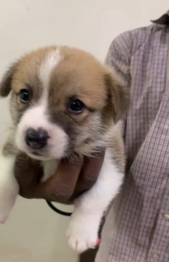 DogsIndia.com - Pembroke Welsh Corgi - Arun Kumar