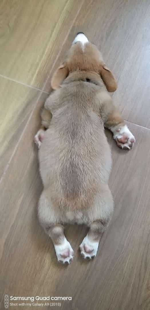 DogsIndia.com - Pembroke Welsh Corgi - Arun Kumar